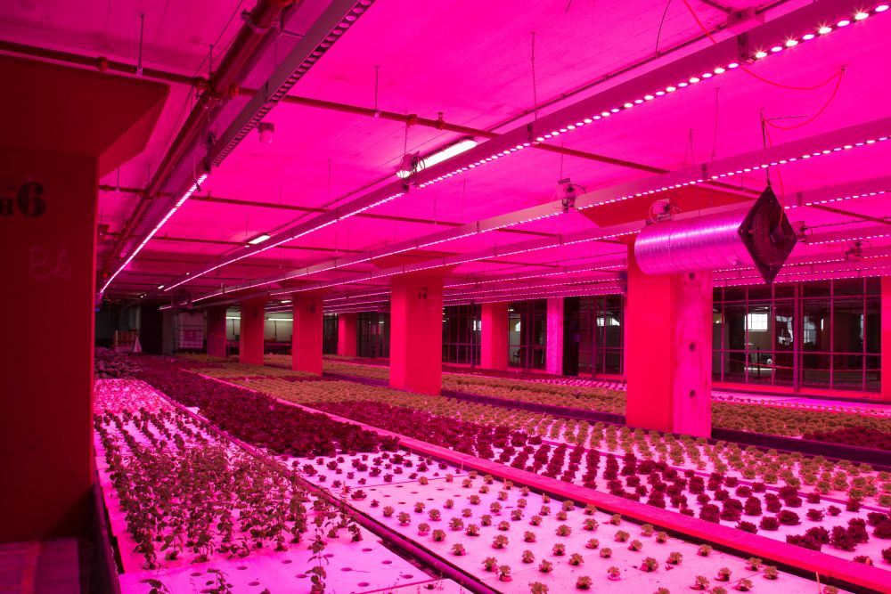 De indoorfarm van Duurzame Kost in Eindhoven foto Michiel Elands